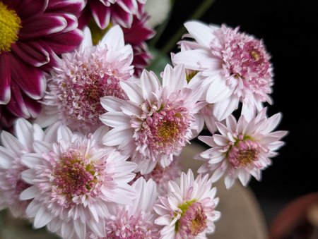 Chrysanthemum flowers in a vase on a black backgroundの写真素材