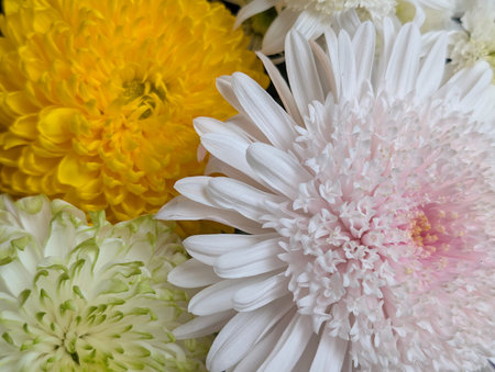 White and yellow chrysanthemums in a bouquet close upの写真素材