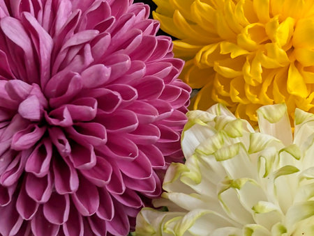 Colorful chrysanthemum flowers as a background, close upの写真素材