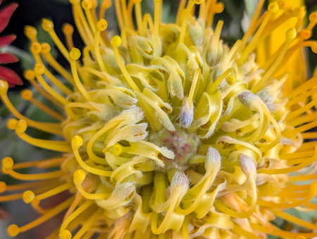 Close up of yellow protea flower (Protea cynaroides)の写真素材