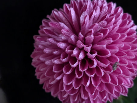 Chrysanthemum on a black background close-upの写真素材