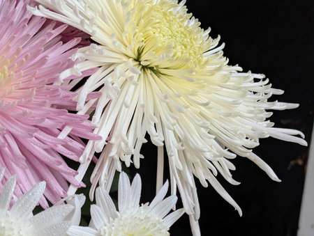 White and pink chrysanthemum flowers on black background.の写真素材
