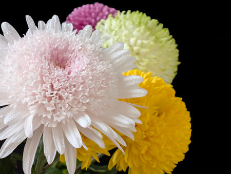 Colorful chrysanthemum flowers isolated on black background.の写真素材
