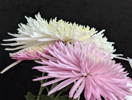 White and pink chrysanthemums on a black background.