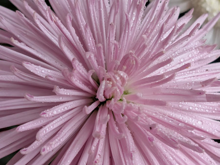 Pink chrysanthemum close-up with dew dropsの写真素材