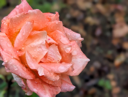 Beautiful rose with rain drops on petals close-up.の写真素材