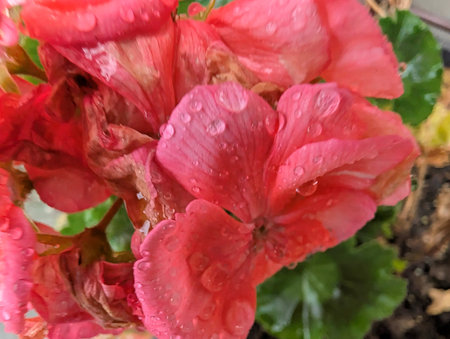 Pink geranium flowers with water drops on petals after rain.