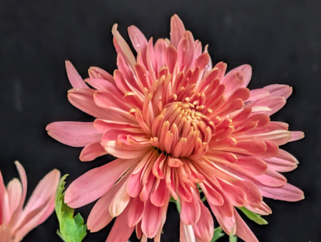 Pink chrysanthemum on a black background, top viewの写真素材