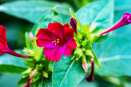 Close up of Mirabilis jalapa flower, Thailand.の写真素材