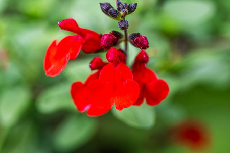 Red salvia flowers in the garden, close up, shallow depth of fieldの写真素材