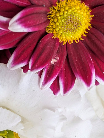 Close up of a pink and white daisy with a yellow center