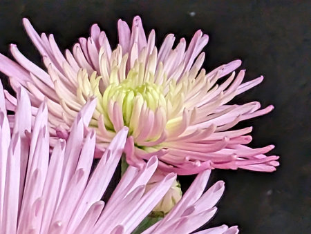 Pink chrysanthemum flower on black background, close upの写真素材