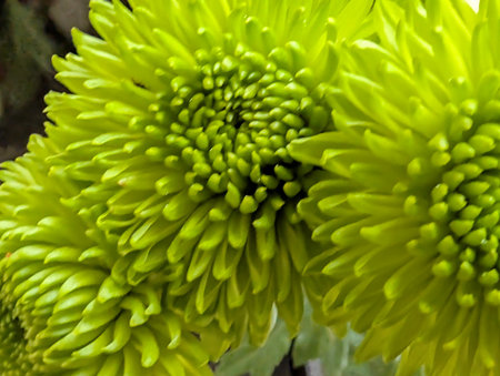 Green chrysanthemum flower with white petals close upの写真素材