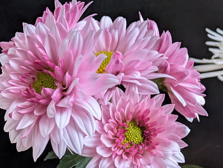 Pink chrysanthemum flowers on black background, top view