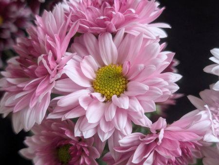 pink chrysanthemum flowers on a black background close upの写真素材
