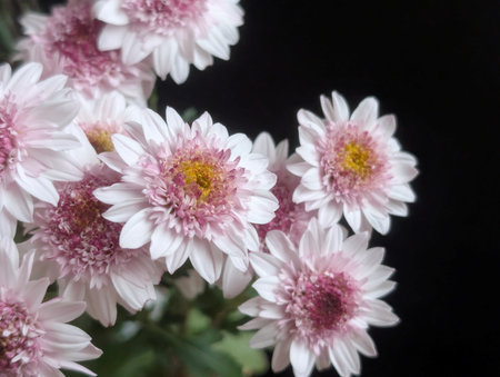 chrysanthemum flowers on a black background close-upの写真素材