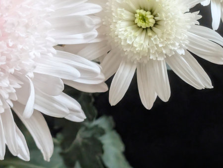 White chrysanthemum flowers on black background, close upの写真素材