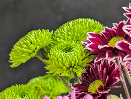Colorful chrysanthemum flowers on the black background.の写真素材