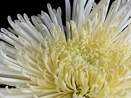 White chrysanthemum on a black background close-upの写真素材
