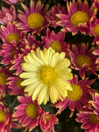 Chrysanthemum is a genus of flowering plants in the daisy family Asteraceae.