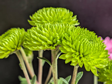 Green chrysanthemum flowers on a black background close upの写真素材