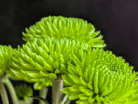Green chrysanthemum flowers isolated on black background close upの写真素材