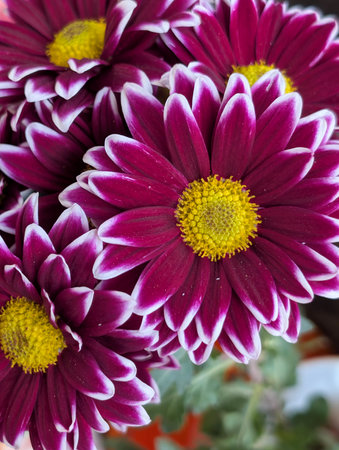 Purple flowers close upの写真素材