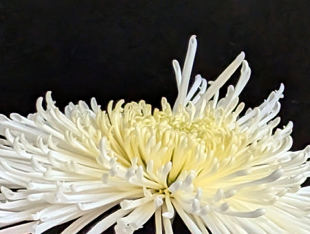 White chrysanthemum on a black background, close-upの写真素材