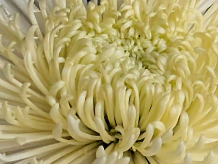 White chrysanthemum flower, close up, macro shotの写真素材