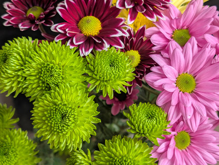Colorful flowers, close-up.の写真素材