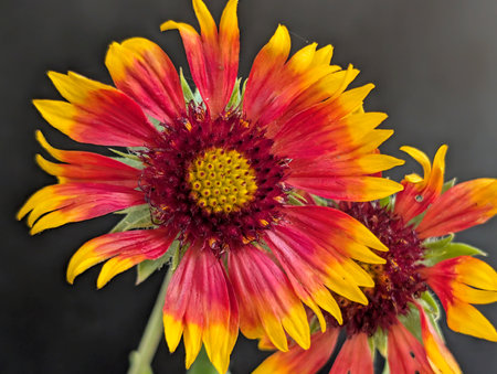 Red and yellow Gaillardia flowers on a black background, close upの写真素材