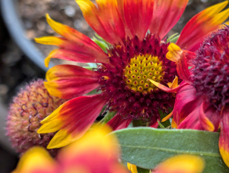 Close up of red and yellow Gaillardia flower in the gardenの写真素材