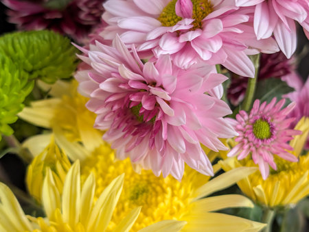 Bouquet of chrysanthemums with yellow and pink flowersの写真素材