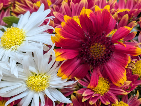 pink and white flowers on black backgroundの写真素材