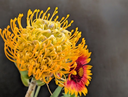 Yellow protea flower on black background, selective focus, copy spaceの写真素材