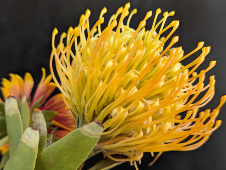 A closeup shot of a flower bud on a black backgroundの写真素材