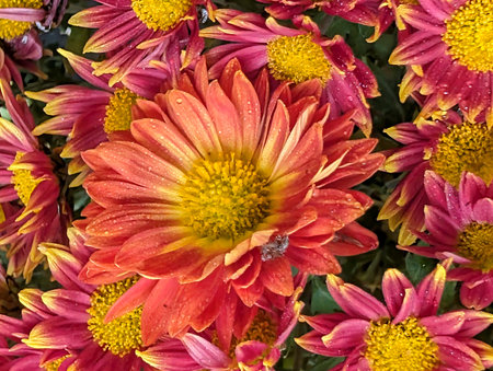 Chrysanthemum very pretty colorful garden flower close up in the sunshine