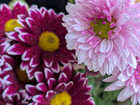 Pink and purple chrysanthemums with dew drops.の写真素材