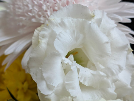 Close up of a white peony and yellow daffodilsの写真素材