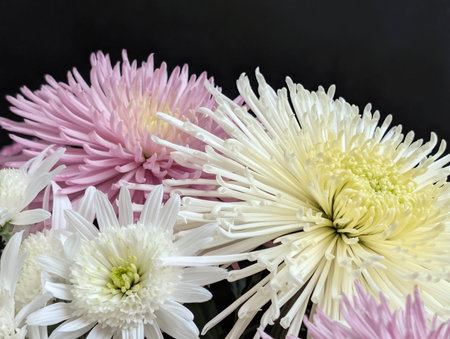 white and pink chrysanthemum flowers bouquet on black backgroundの写真素材