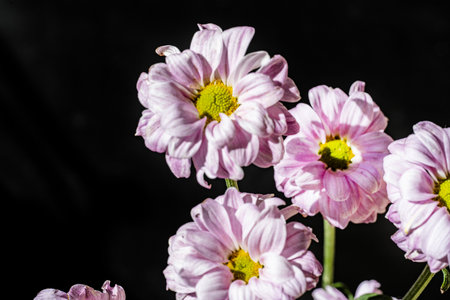 Pink flowers isolated on a black background.