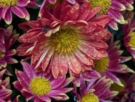 Colorful chrysanthemum flowers with water drops on petals