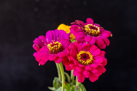 Bouquet of pink zinnia flowers on a black backgroundの写真素材