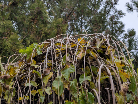 Hedge of ivy in the garden in autumn. Close-up.の写真素材
