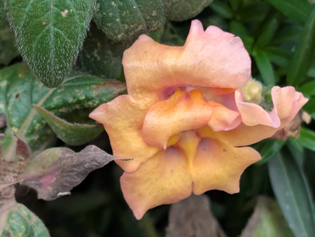 Close up of a yellow and orange snapdragon flower in the gardenの写真素材