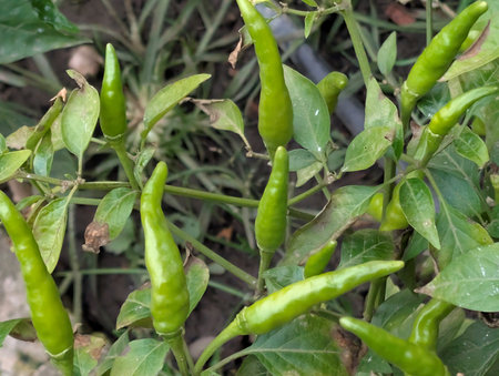 green chili in the vegetable garden, Thailand. (Capsicum annuum)の写真素材