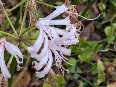 Close up of a spider lilyの写真素材