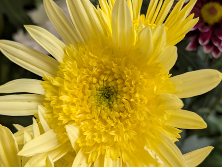 Yellow chrysanthemum in the garden, close-upの写真素材