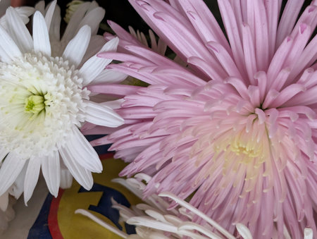 pink and white chrysanthemum flowers, close upの写真素材