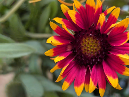 Red and yellow flower of rudbeckia with green leaves in the backgroundの写真素材
